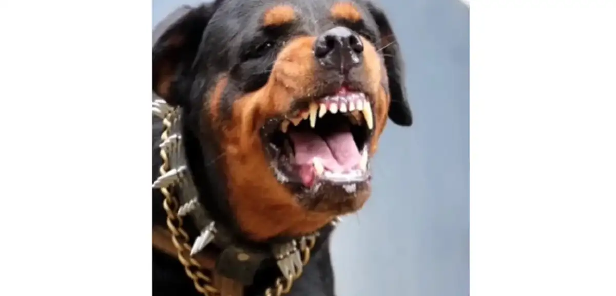 Ankara'da Köpek Saldırısı: 5 Yaşındaki Kıza Saldırdılar