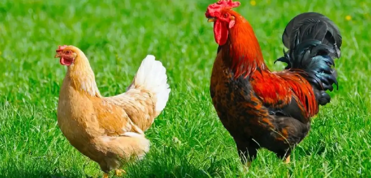 Banvit Sahibi Kimdir? İsrail Malı mı? Banvit Boykot Mu? Tüm Soruların Cevapları