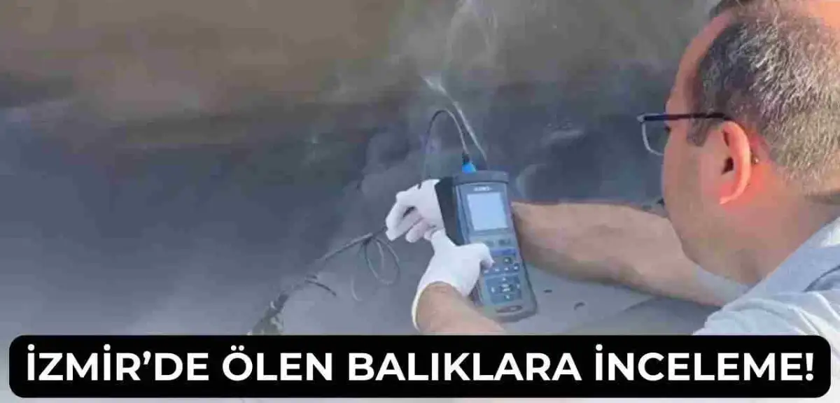 İzmir Körfezi’nde Balık Ölümlerine Bakanlıktan İnceleme Kararı!