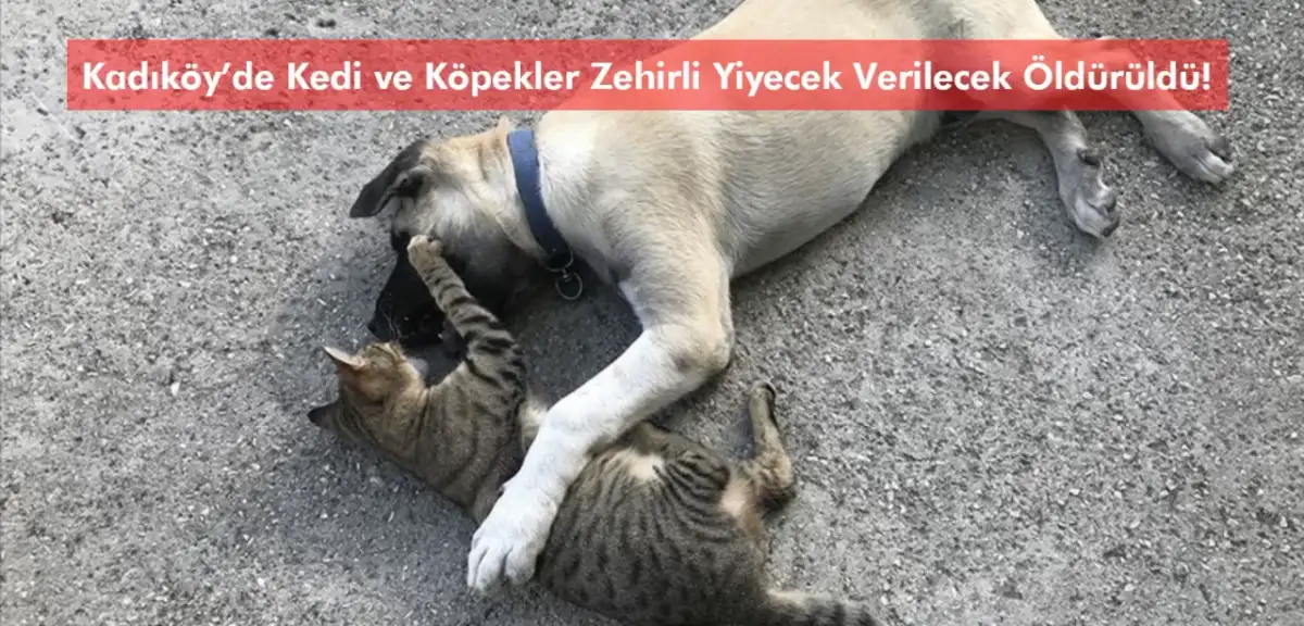 Kadıköy’de Kedi ve Köpekler Zehirli Yiyecek Verilecek Öldürüldü!