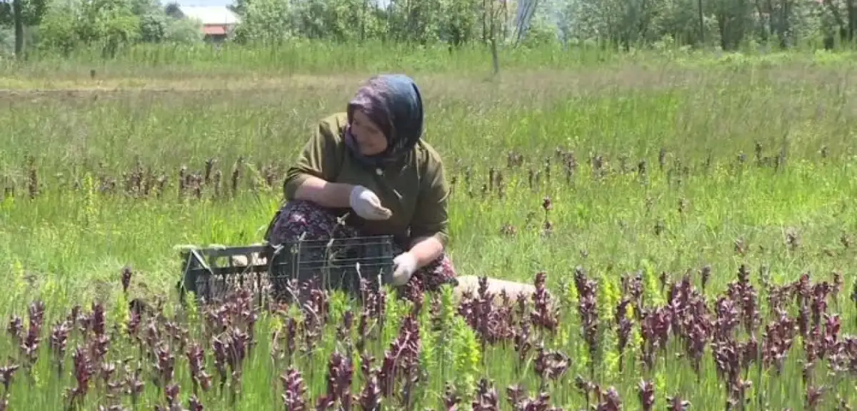 Kilosu 6 Bin Liraya Ulaştı: Doğal Hazine En Fazla O İlçede Üretiliyor