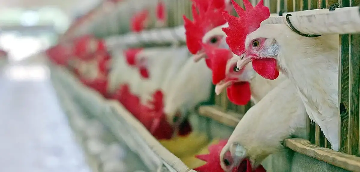 Konya'daki Çiftlikte H5N1 Virüsü Tespit Edildi: Kuş Gribi Geri Mi Dönüyor?