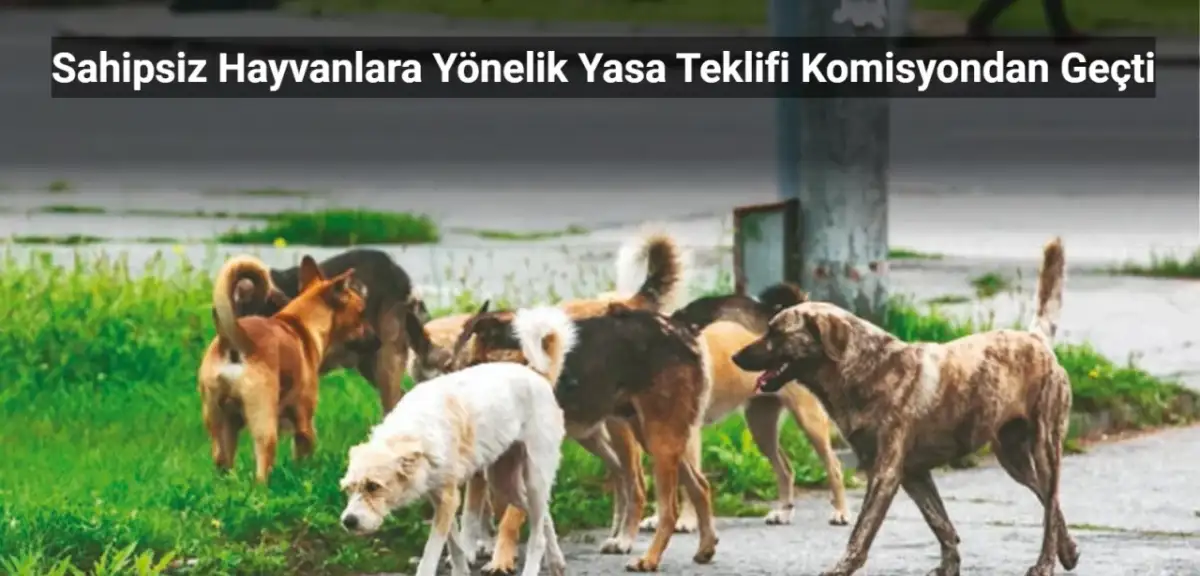 Sahipsiz Hayvanlara Yönelik Yasa Teklifi Komisyondan Geçti