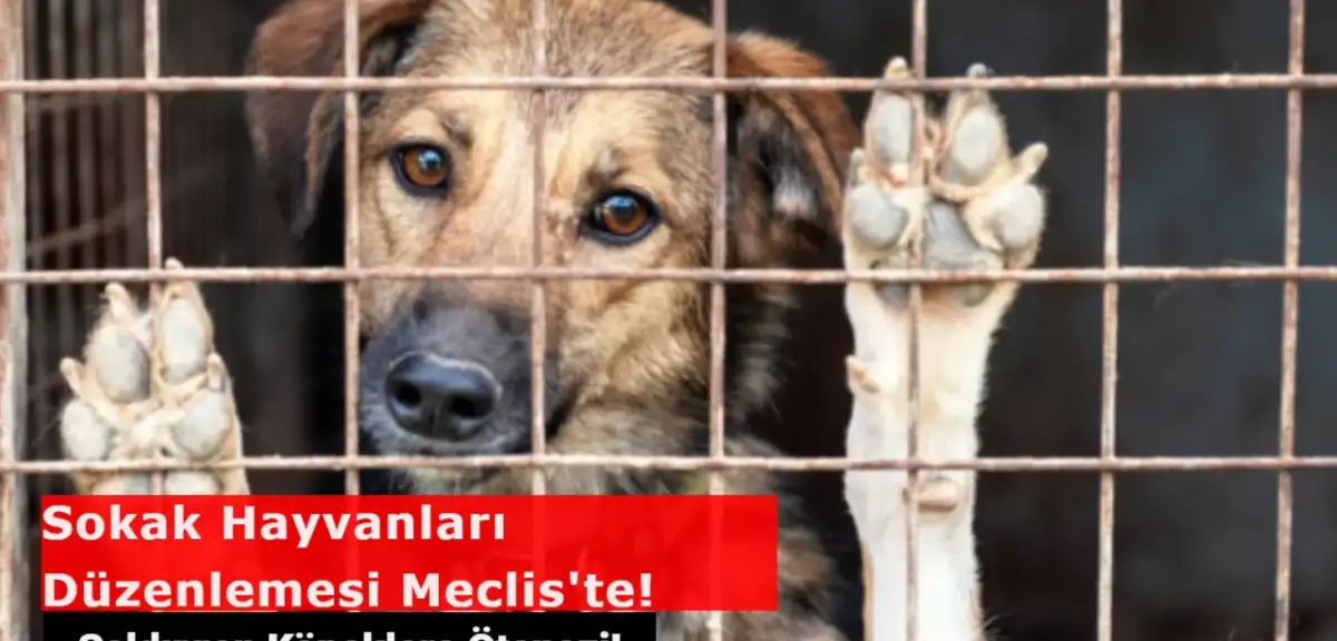 Sokak Hayvanları Düzenlemesi Meclis'te! Saldırgan Köpekler Uyutulacak