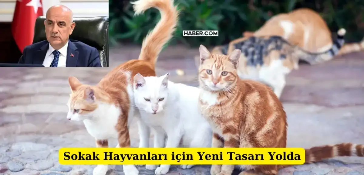 Sokak Hayvanları için Yeni Kanun Teklifi Mecliste!