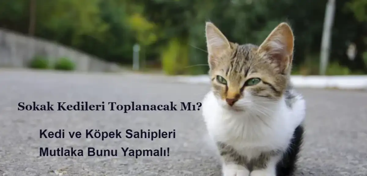 Sokak Kedileri Toplanacak Mı? Kedi Köpek Sahipleri Bunu Yapmalı