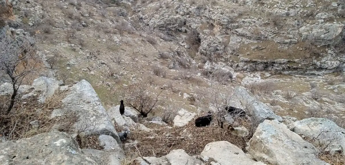 TikTok İzlemeye Dalan Çoban Keçilerini Unuttu! Kayalıklarda Ölüm Kalım Savaşı