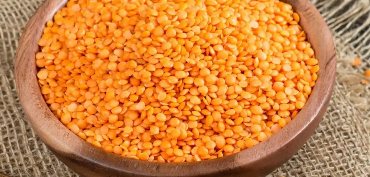 Türkiye’de En İyi Mercimek Nerede Yetişir?