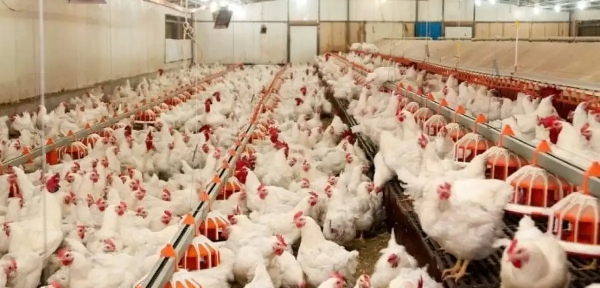 Yemsiz Tavuk Beslenir mi? Tavuk Beslenmesi ve Verimlilik İçin İpuçları
