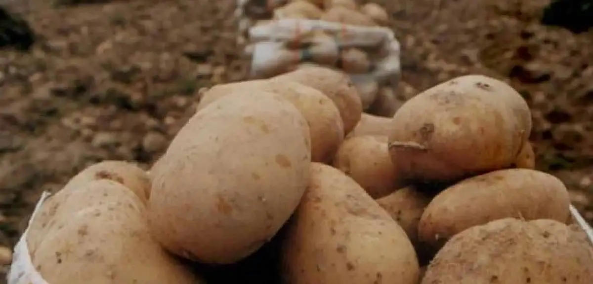 Seyyar Satıcının Oyununu Müşteri Bozdu! 21 Kiloluk Patates 10 Kilo Çıktı
