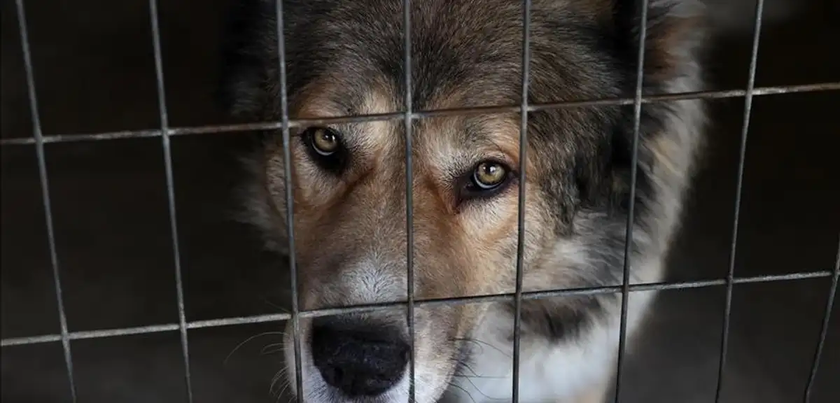 Güney Kore'de Köpek Eti Yasağı Sonrası Köpek Çiftliklerinin Yüzde 40'ı Kapandı