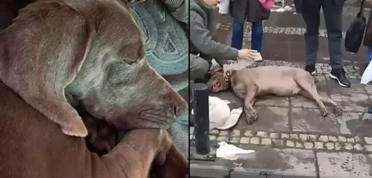 Beşiktaş'ta Elektrik Akımına Kapılan 'Choko' Köpekten Haber Var!