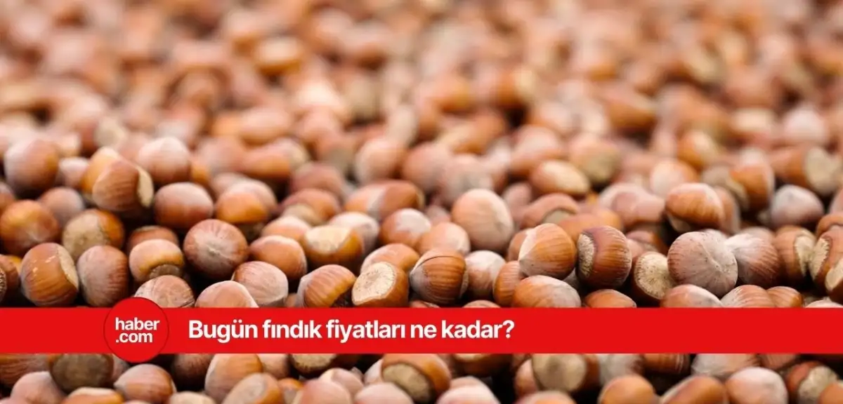 12 Mart 2025 Çarşamba fındık fiyatları ne kadar? İl il fındık fiyatları