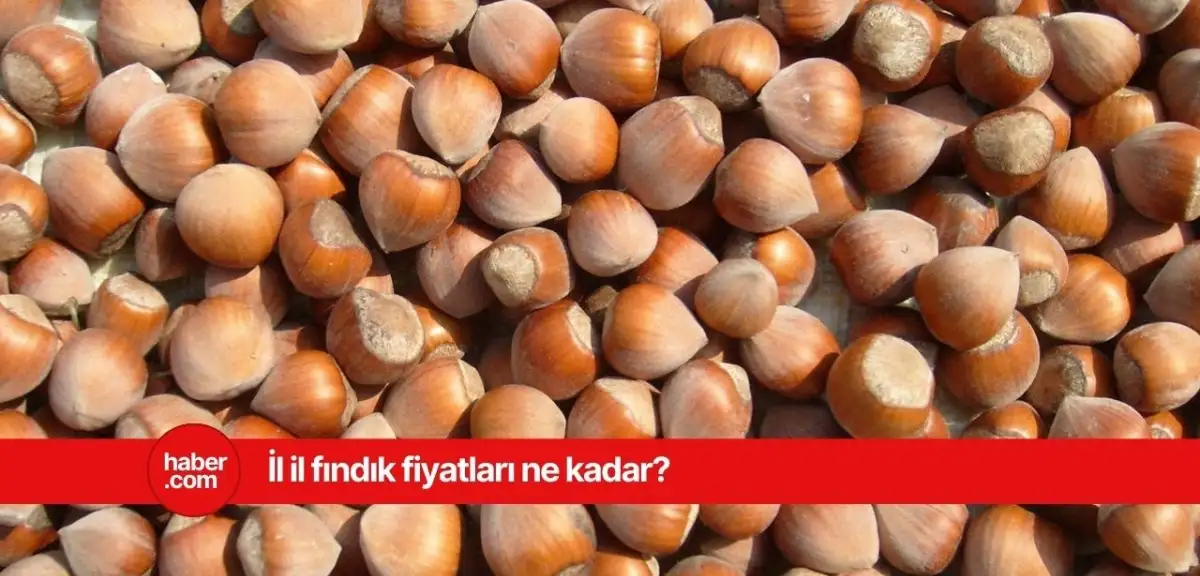 13 Mart 2025 Perşembe fındık fiyatları ne kadar? İl il fındık fiyatları