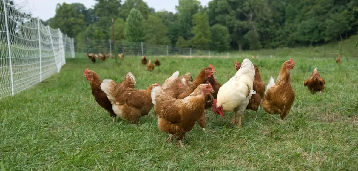 Gezen Tavuk Yumurtası Daha Mı Sağlıklı ve Faydalı?