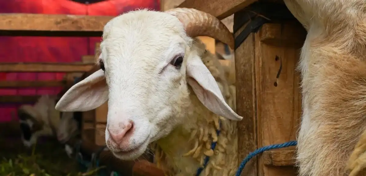 Kurban Vekalet Ücretleri Açıklandı