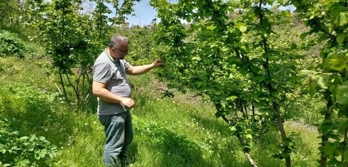 CHP'li Torun'dan Zirai Don Tepkisi