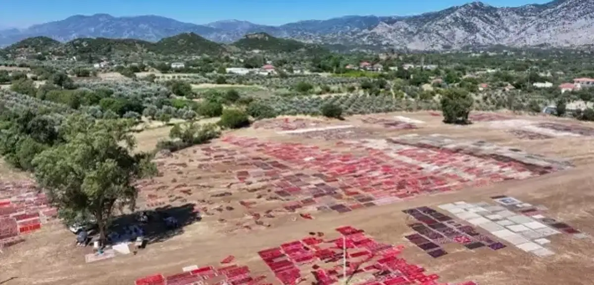 Antalya'da Tarlalar Halılarla Renklendi!