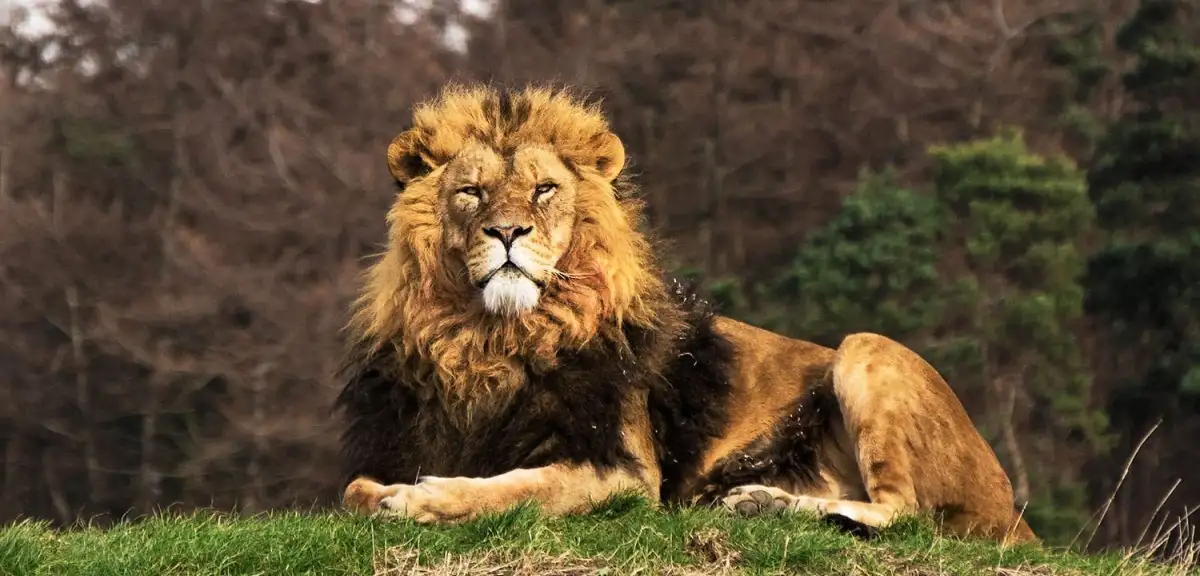 Antalya'da Kaçak Aslan 1 Kişiyi Yaraladı!