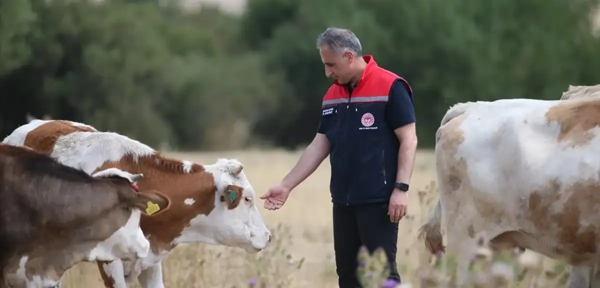 Kars'ta Şap Hastalığı Kontrol Altına Alındı