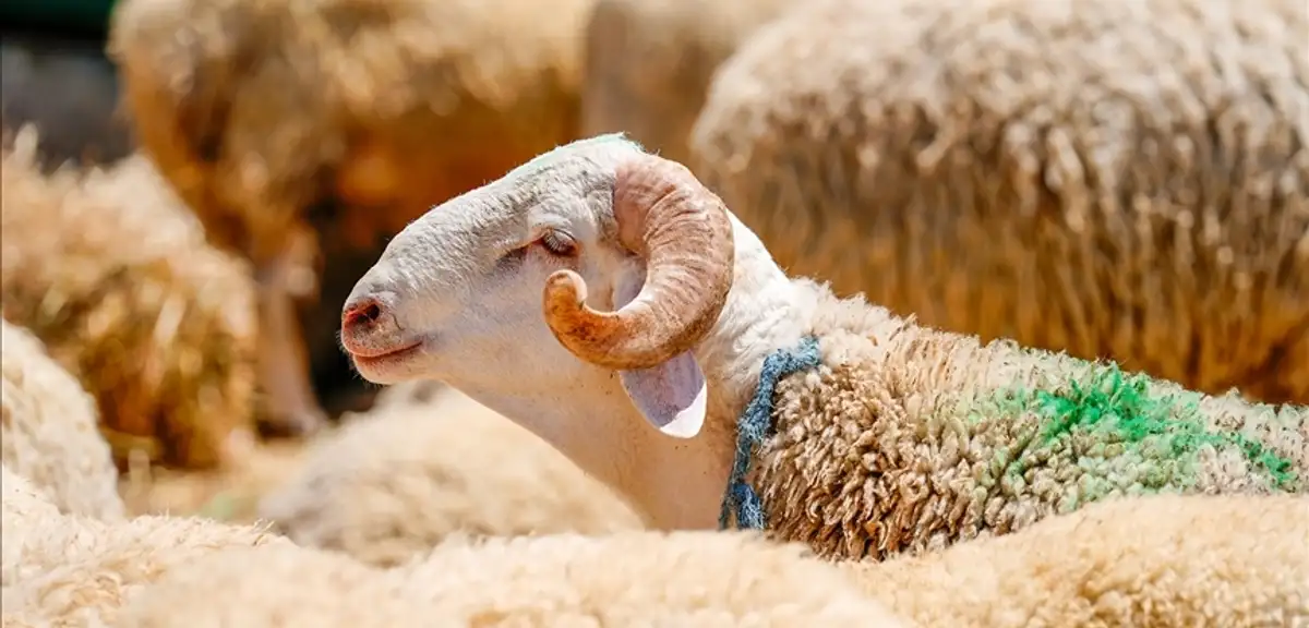 Kurban Kesimi Ne Zaman Biter? Bayramın 3. ve 4. Günü Kurban Kesilir mi?