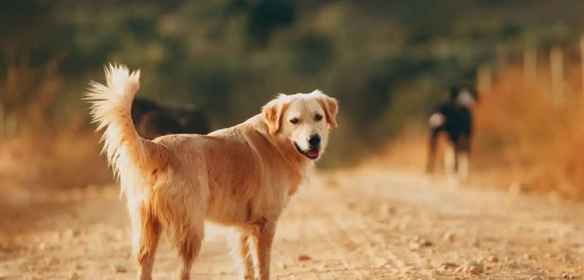 CHP'den Sokak Köpekleri için Kanun Teklifi