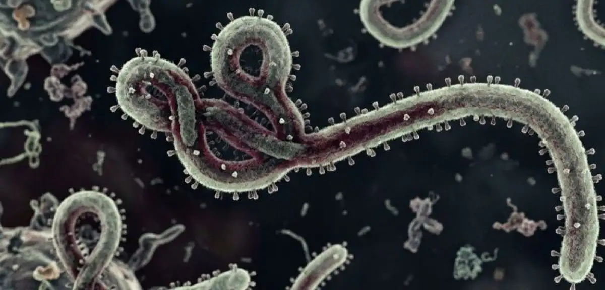 DSÖ'den Ebola Açıklaması: Salgın Sona mı Erdi?