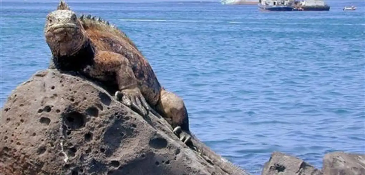 Galapagos iguanalarını kaçıran Rus kadın Ekvador'da tutuklandı