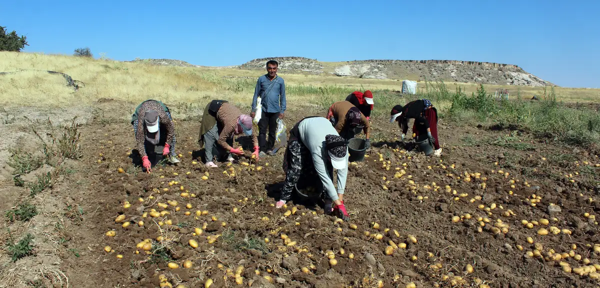 Aksaray patatesinde tarla fiyatı 10 lira, pazar ve market 40 lira
