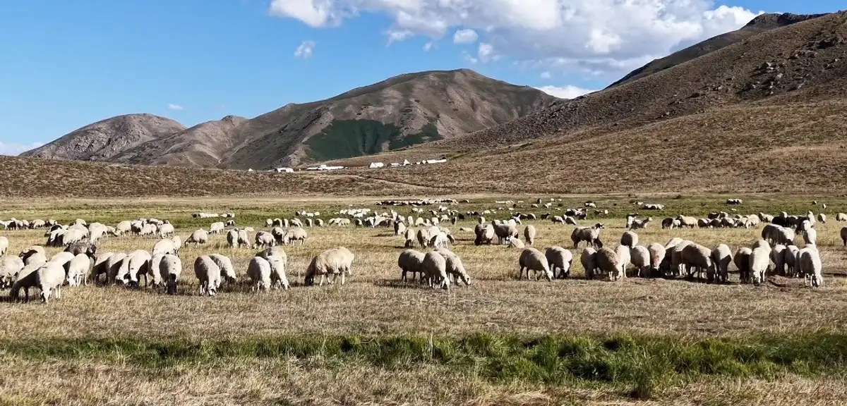 Tunceli'de 150 bin lira maaşla çoban bulunamıyor