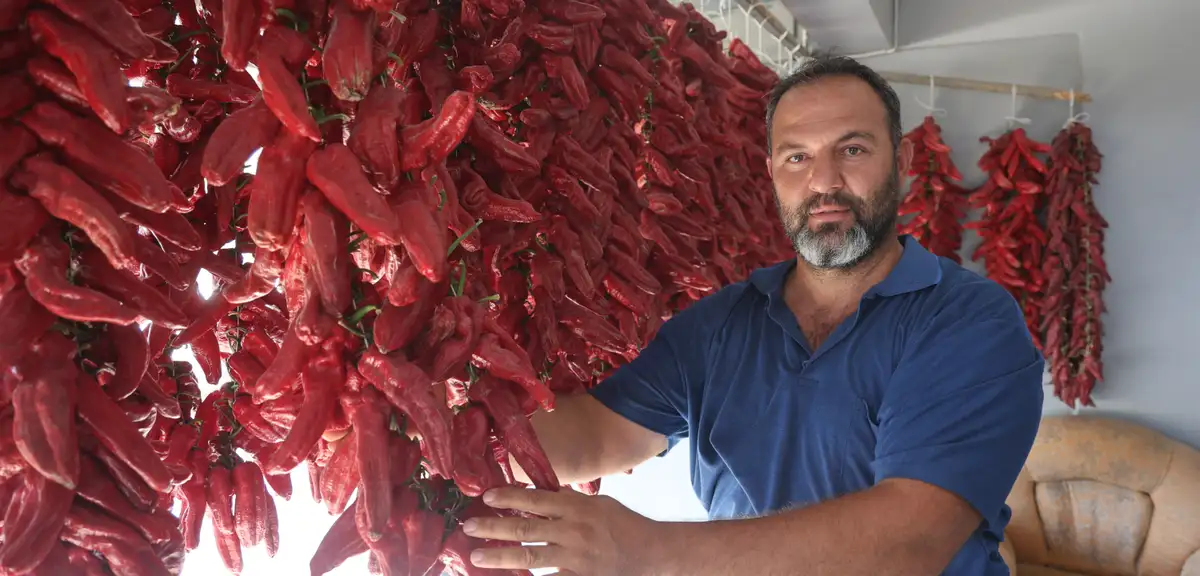 Acısı zehir gibi ama yapan paraya para demiyor. Demeti 500 TL'den alıcı buluyor