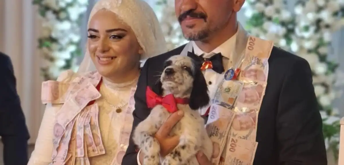 Trabzon'da Bir Düğünde Damada Altın Yerine Av Köpeği Yavrusu Hediye Edildi!