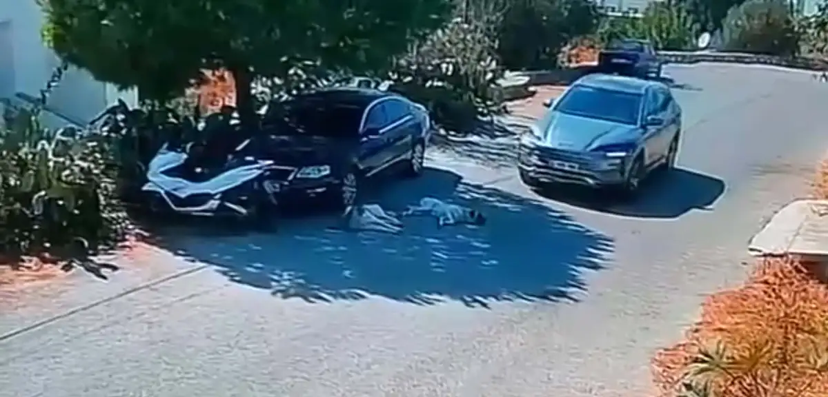Otomobille iki köpeğin üzerinden geçti, yoluna devam etti