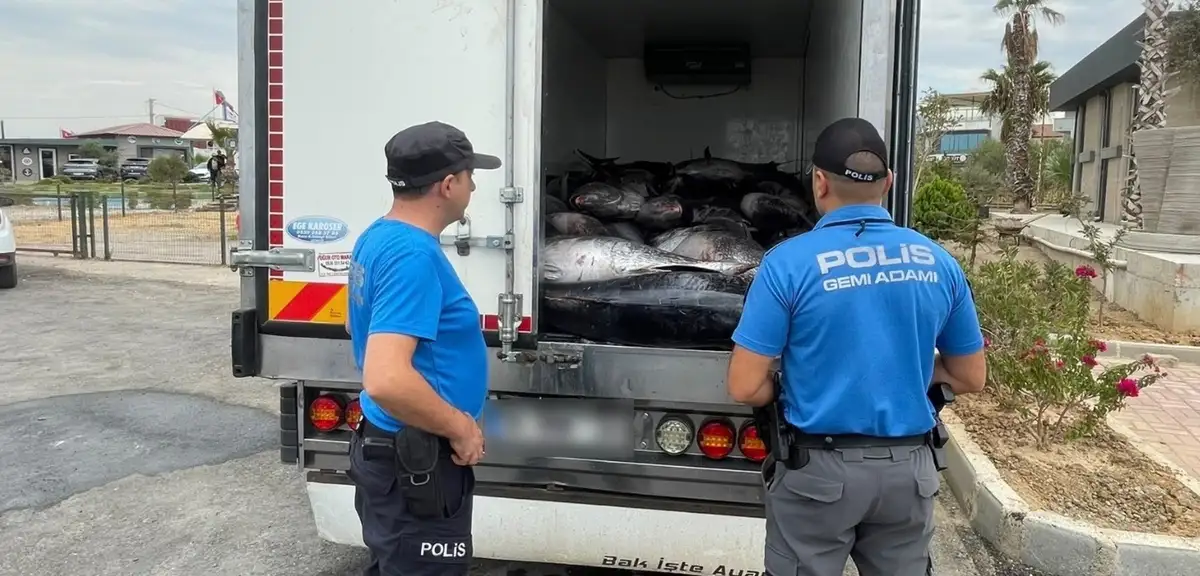 İzmir’de iki araçta kaçak avlanan 3 ton orkinos ele geçirildi