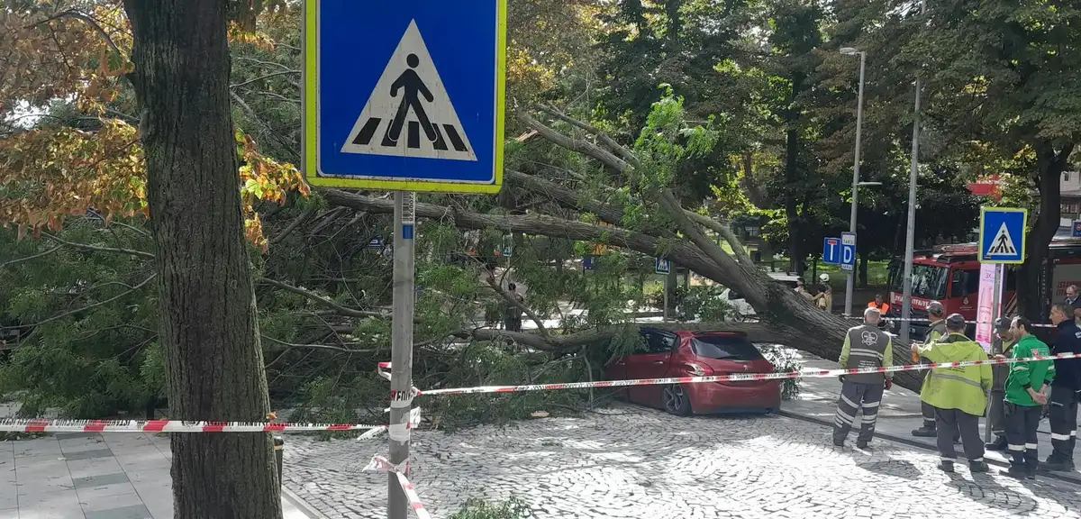 Nişantaşı'nda Bir Garip Tesadüf: 40 Gün Arayla Yine Ağaç Devrildi