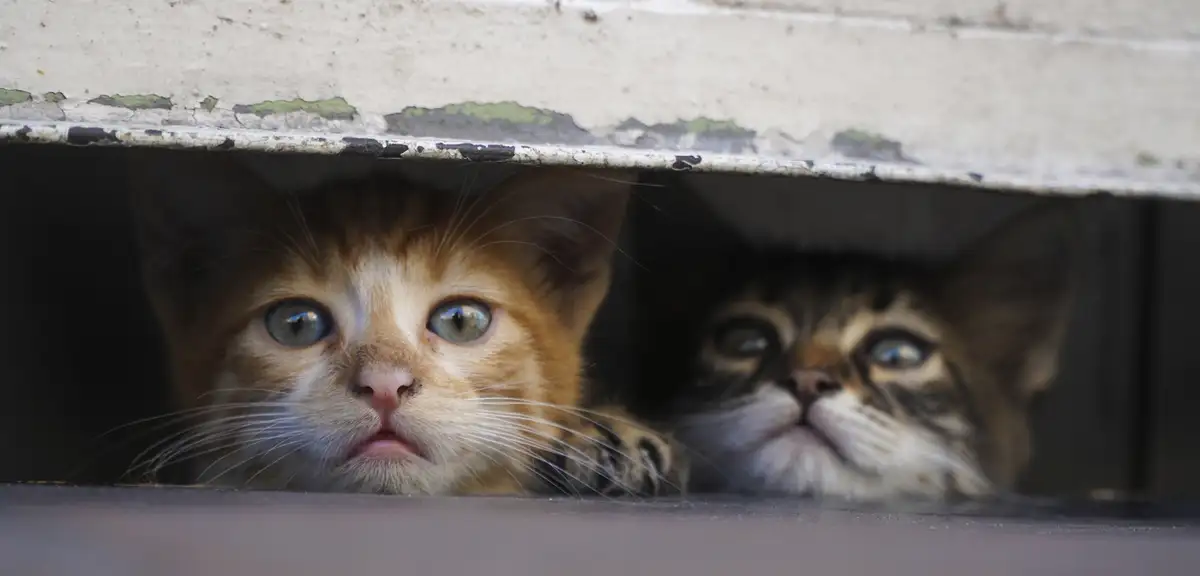 Pişirip yemek için 2 bin 700 kedi çalan çete çökertildi