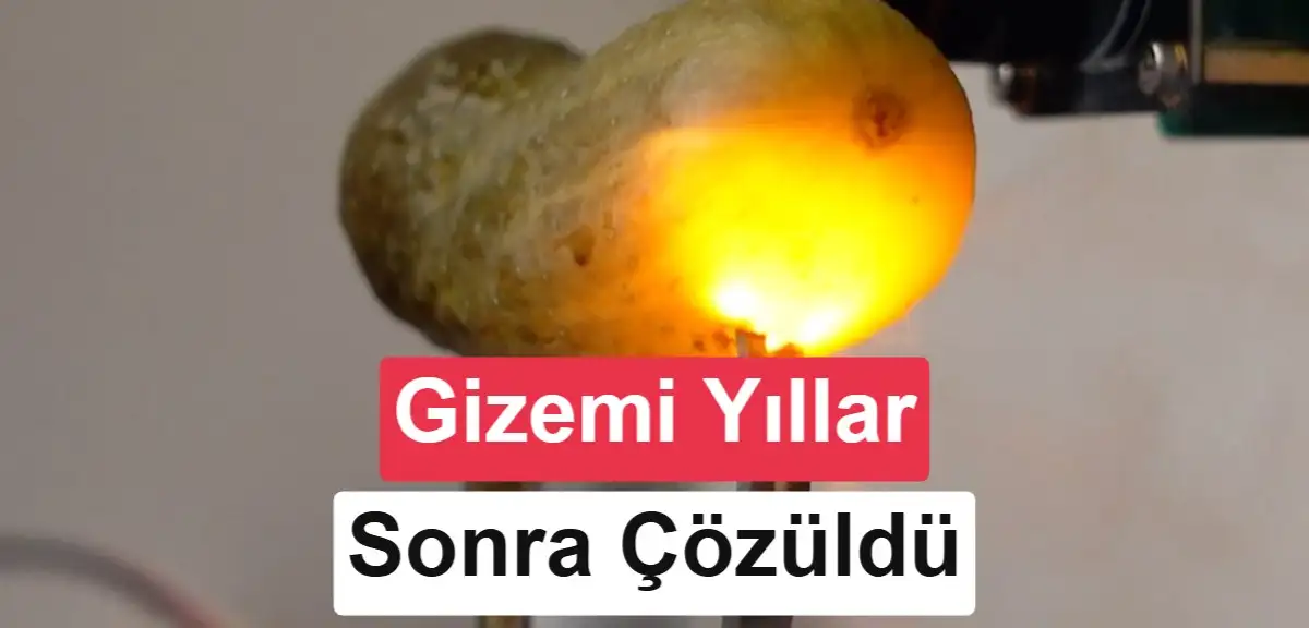 Elektrik verilen turşu neden ışıl ışıl parlar? Yıllar sonra cevabı bulundu
