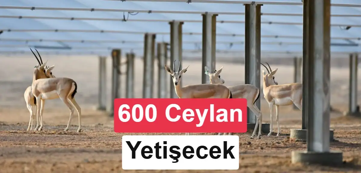 Suudi Arabistan'da 250 MW'lık güneş santralinde ceylan yetiştirilecek