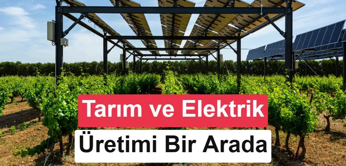 İspanya'da üzüm bağlarına güneş panelleri kuruldu: Sonuçlar dikkat çekici