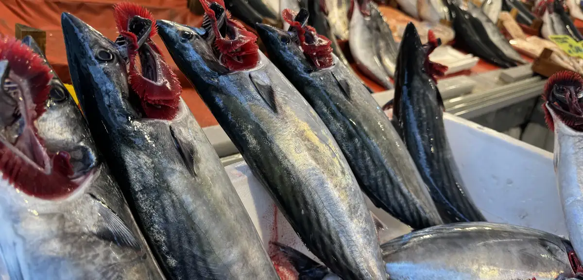 İstanbul'da palamut bolluğu: 1987'den beri ilk kez bu kadar bereketli