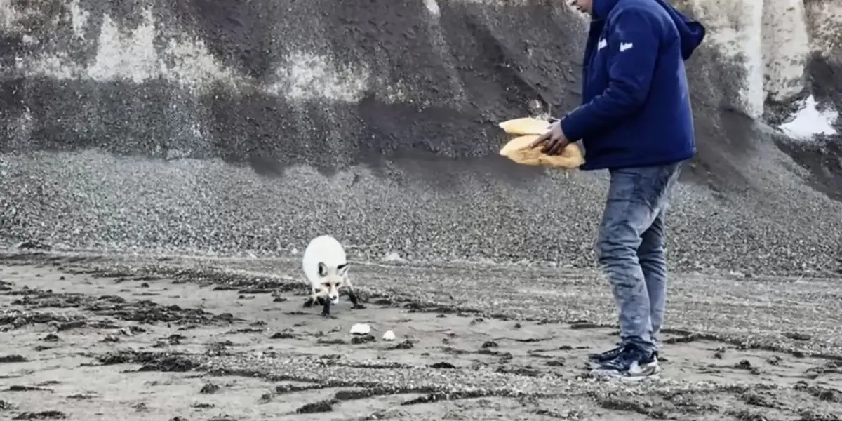 Bitlis'ten Yürek Isıtan Görüntü: Madencilerle Tilkinin 2 Yıllık Dostluğu...