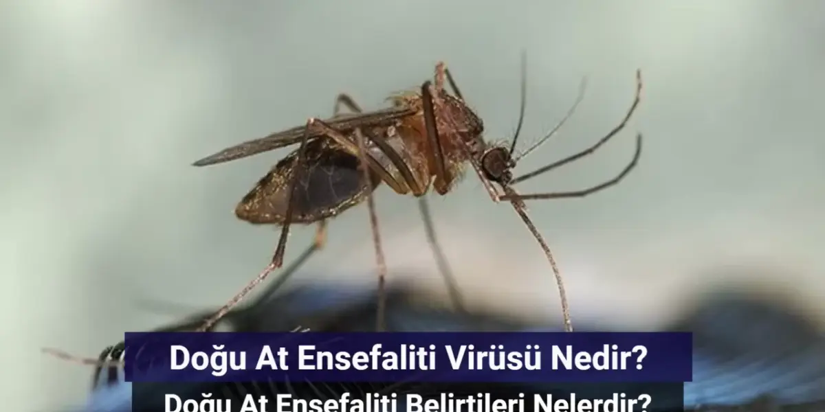 Doğu At Ensefaliti Virüsü Nedir? Doğu At Ensefaliti Belirtileri Nelerdir?