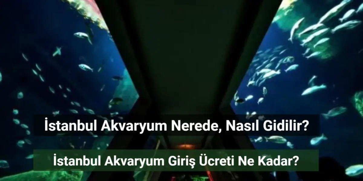 İstanbul Akvaryum Nerede? Giriş Ücreti Ne Kadar?