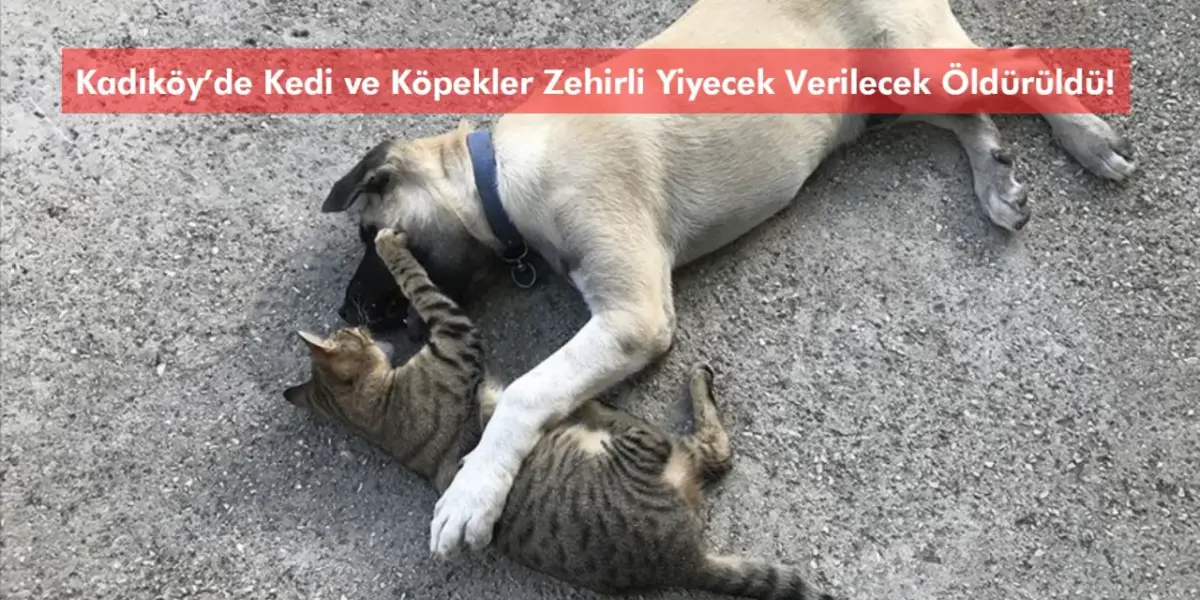 Kadıköy’de Kedi ve Köpekler Zehirli Yiyecek Verilecek Öldürüldü!