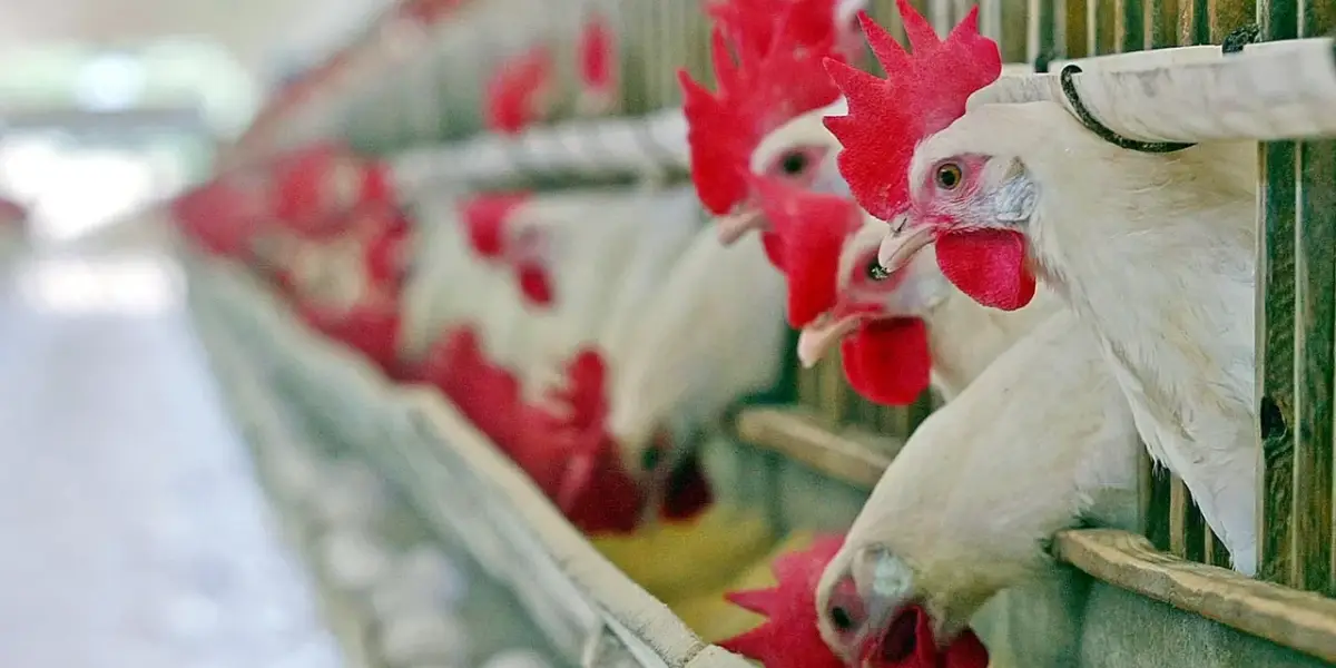 Konya'daki Çiftlikte H5N1 Virüsü Tespit Edildi: Kuş Gribi Geri Mi Dönüyor?