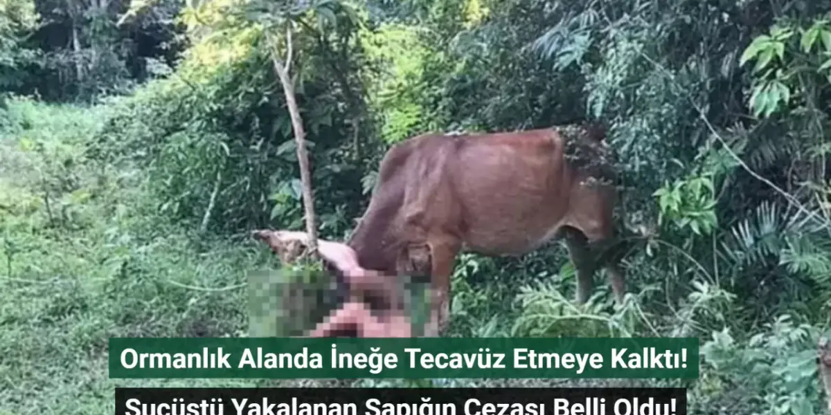 Ormanlık Alanda İneğe Tecavüz Etmeye Kalktı! Suçüstü Yakalanan Sapığın Cezası Belli Oldu!