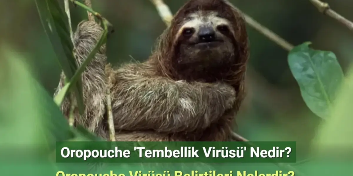 Oropouche 'Tembellik Virüsü' Nedir? Oropouche Virüsü Belirtileri Nelerdir?
