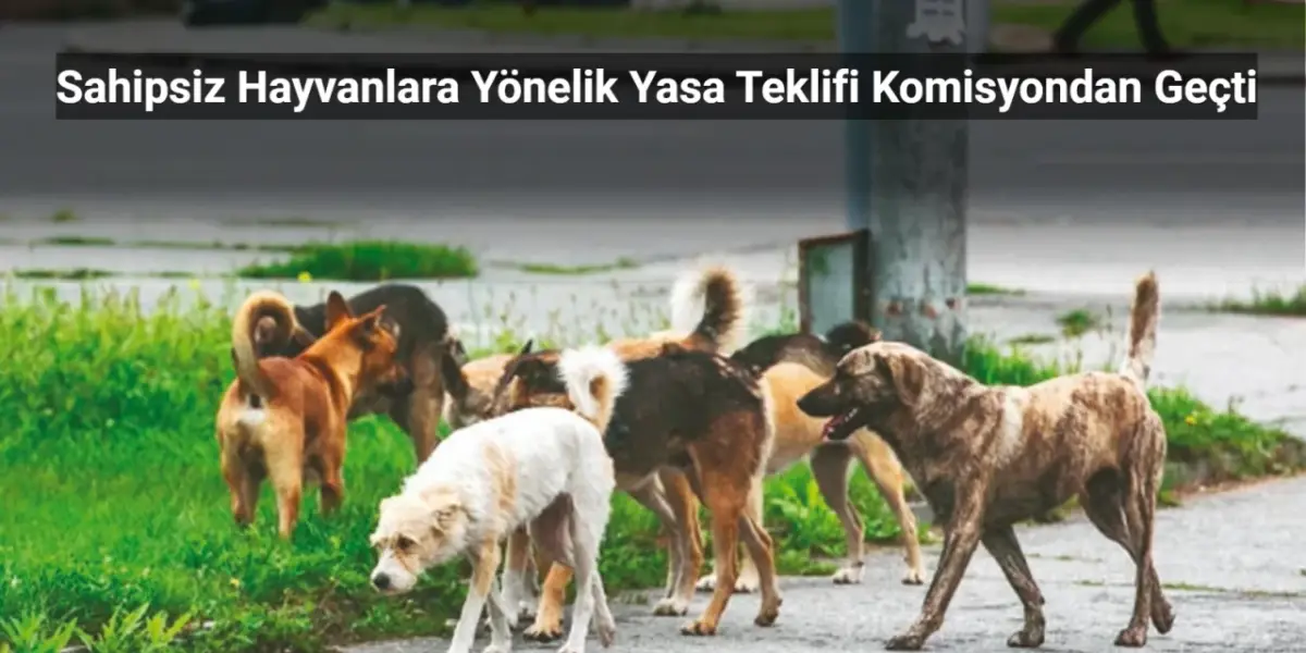 Sahipsiz Hayvanlara Yönelik Yasa Teklifi Komisyondan Geçti