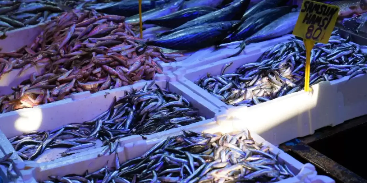 Samsun’da Hamsi Tezgahların Gözdesi Oldu: Fiyatı 80 TL’ye Düştü