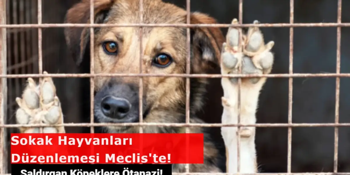 Sokak Hayvanları Düzenlemesi Meclis'te! Saldırgan Köpekler Uyutulacak